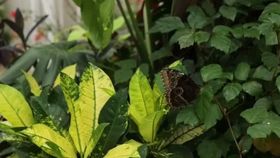 VIDEO Expoziție spectaculoasă de fluturi tropicali vii la Grădina Botanică din Cluj-Napoca